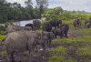 Pesona Gajah Sumatera di Desa Air Gading : Destinasi Wisata Baru Berbasis Satwa di Banyuasin