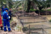 Medco E&P Grissik Perkuat Budidaya Lele di Musi Banyuasin, Dorong Ekonomi Warga Lewat PPM