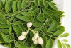 Dikenal Sebagai Pohon Ajaib, Daun Kelor Ternyata Kaya Nutrisi, Simak Juga Manfaat Lainnya!