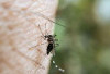 Penularan Dengue Hanya Lewat Gigitan Nyamuk Betina Aedes Aegypti: Bukan Antar Manusia !