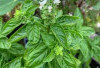 Jaga Kesehatan Kulit dan Tulang dengan Daun Basil