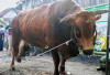Bupati Panca Serahkan Sapi Qurban dari Presiden RI kepada Warga Indralaya Mulya
