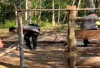 Polres OKU Selatan Bongkar Arena Sabung Ayam Ilegal, Warga Apresiasi Tindakan Tegas Polisi