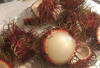 Cegah Kebotakan dengan Kulit Rambutan