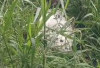 Warga Sanga Desa Geger : Jasad Pria Ditemukan Dalam Karung di Kebun Desa Ngulak 3 !