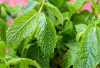 Redakan Kram dan Nyeri Perut dengan Daun Mint	