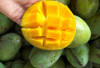Lancarkan Menstruasi dan Atasi Hernia dengan Mangga Madu