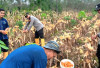 Polres OKU Panen 2,5 Ton Jagung di Lahan Binaan