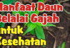 Sembuhkan Luka dan Jaga Kesehatan Kulit dengan Daun Belalai Gajah