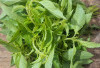 Daun Kemangi : Si Hijau Aromatik yang Penuh Manfaat bagi Kesehatan dan Masakan Indonesia