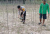 Dorong Ketahanan Pangan Lewat Budidaya Timun