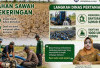 ‎Petani di OKUT Kesulitan Aliri Lahan Petanian, Dinas Pertanian Siap Bantu Sumur Bor dan Pompa ‎ ‎ ‎ ‎Martapur