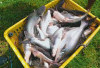 3 Kabupaten Penghasil Ikan Patin Terbesar di Sumatera Selatan : Juaranya Bukan Banyuasin !
