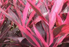 Obati TBC dan Kencing Darah dengan Andong Merah