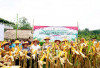 Dukung Ketahanan Pangan, Pemkot Prabumulih Bersama Polres Gelar Panen Jagung Hibrida di RKT