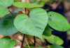 Obati Radang Usus dan Muntah Darah dengan Daun Waru