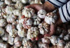 Harga Pangan 24 November 2024 :  Bawang Putih Naik Jadi Rp41.840 per Kilogram !