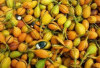 Obati  Asma dan Asam Urat dengan Buah Gaharu