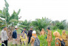 Pertumbuhan Jagung Kurang Optimal   