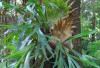 Manfaat Daun Tanduk Rusa (Platycerium Bifurcatum) dalam Pengobatan Herbal:Tanaman Hias dengan Beragam Khasiat