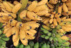 Sehatkan Mata dan Tulang dengan Pisang Emas 