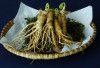 Obati Bisul dengan Daun Ginseng Jawa