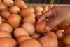 Harga Pangan 9 Juni 2025: Telur Ayam Tembus Rp29.257, Cabai Rawit Merah Sentuh Rp51 Ribu per Kilogram ! 