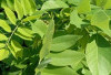Obati Sakit Kuning dan Nyeri Rematik dengan Daun Kalikiria